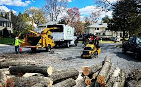 Best Stump Grinding and Removal  in USA